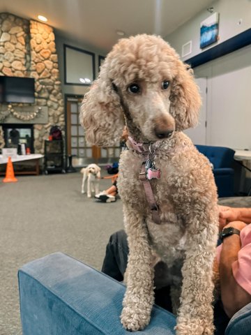 A tan dog sitting on the arm of a chair