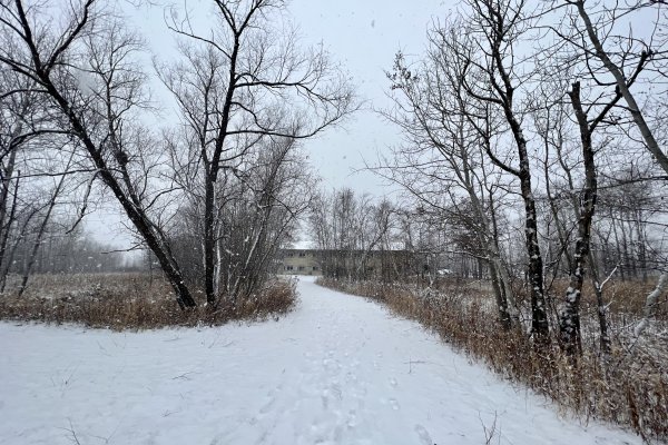 Walking path outside covered in snow with trees on both sides, the Avanti dorm building is seen at the end of the path